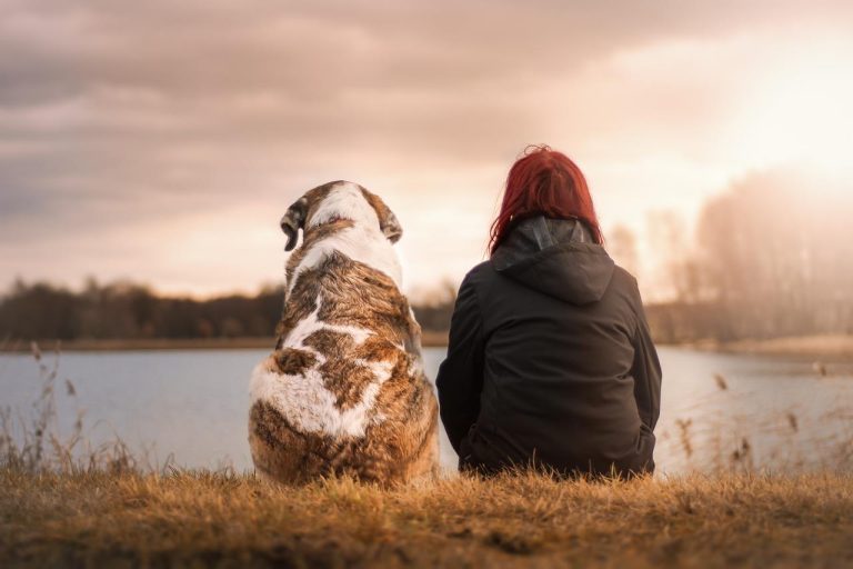 Home Hond wandelt in winter met flexi riem op sneeuw en ijzel pad met seizoensgebonden voorzorgsmaatregelen